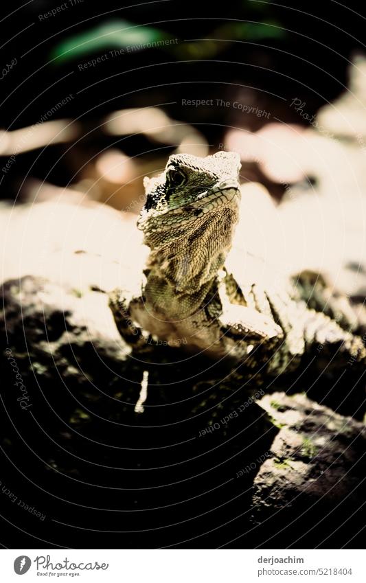 Ein kleiner Lizard sonnt sich lm Sonnenschein, im Urwald. Reptil Echsen Wildtier braun Farbfoto Natur Tier Schuppen Nahaufnahme Außenaufnahme Blick Tag exotisch
