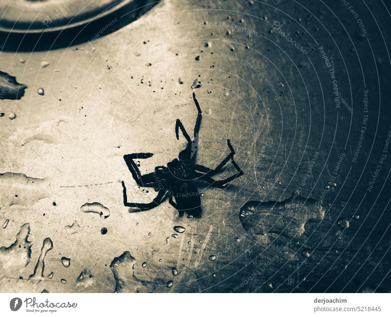 Große  Schwarze  Spinne stirbt im Waschbecken kurz vor dem Abfluss. Angst Nahaufnahme Tier gruselig Menschenleer Natur Tag Tod Wildtier metallisch