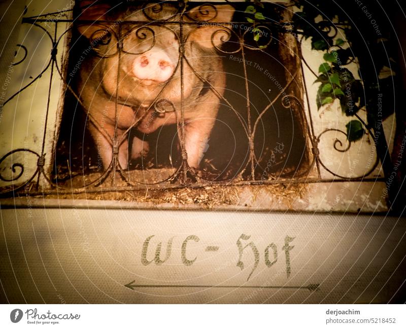 Schweinestall und WC -  Hof , nach links gehen. Bild von einem Schwein hinter Gittern und darunter die Bezeichnung WC - Hof. Tier Farbfoto Innenaufnahme