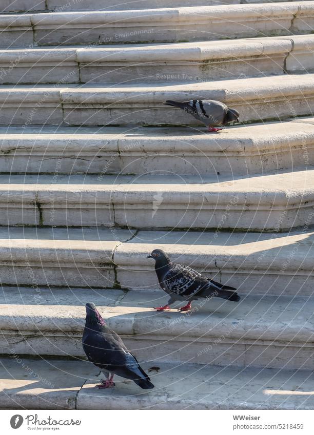 Die Tauben suchen auf den Stufen der alten Treppe nach Krümeln Stadt Vögel Futter Stuffen Vogel Außenaufnahme Bauwerk Licht Schatten Ecke übereinander hochkant