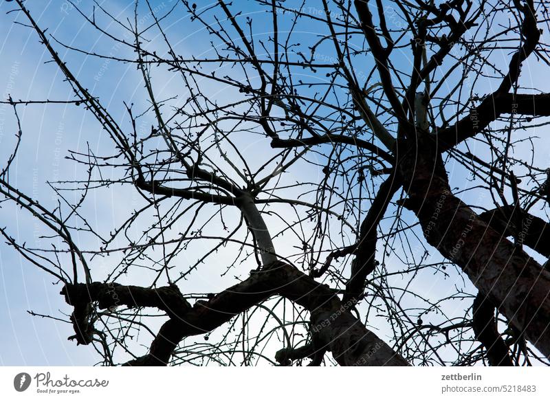 Apfelbaum im März ast dämmerung erholung erwachen ferien frühjahr frühling frühlingserwachen garten himmel kleingarten kleingartenkolonie knospe menschenleer
