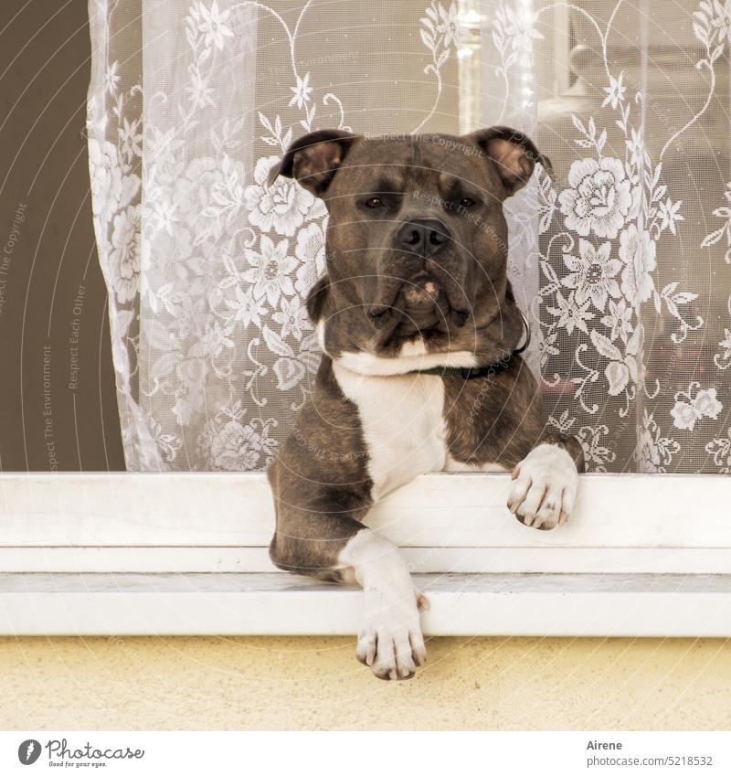 Hallo Nachbar! Olde English Bulldogge Hund Englische Bulldogge Dogge Fenster Neugier neugierig Gardine Aussicht Fensterbrett kräftig Tierporträt Aussichtsplatz