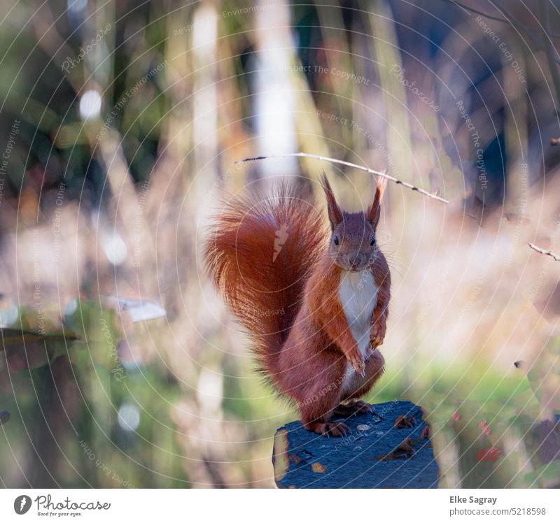 Eichhörnchen stehend auf einem Baumstumpf mit Blick in die Kamera Natur Wald Wildtier Fell braun Farbfoto natürlich Tier niedlich Schwanz Pfote Tag