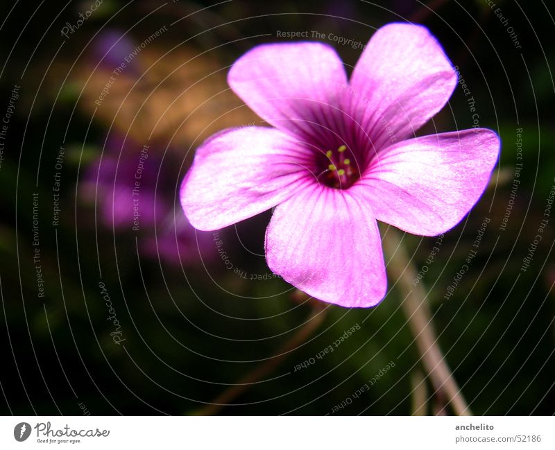 une fleur rose Blume Natur Blüte rosa violett Makroaufnahme schwarz Hintergrundbild Staubfäden flower blossom purple Nahaufnahme shaft Stengel hinterground