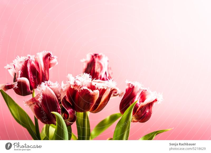 Frische Tulpen vor einem rosa Hintergrund. Frühling pink Stillleben Blumenstrauß Blüte Blühend hell Tulpenblüte Farbfoto Pflanze grün Blatt Natur Innenaufnahme