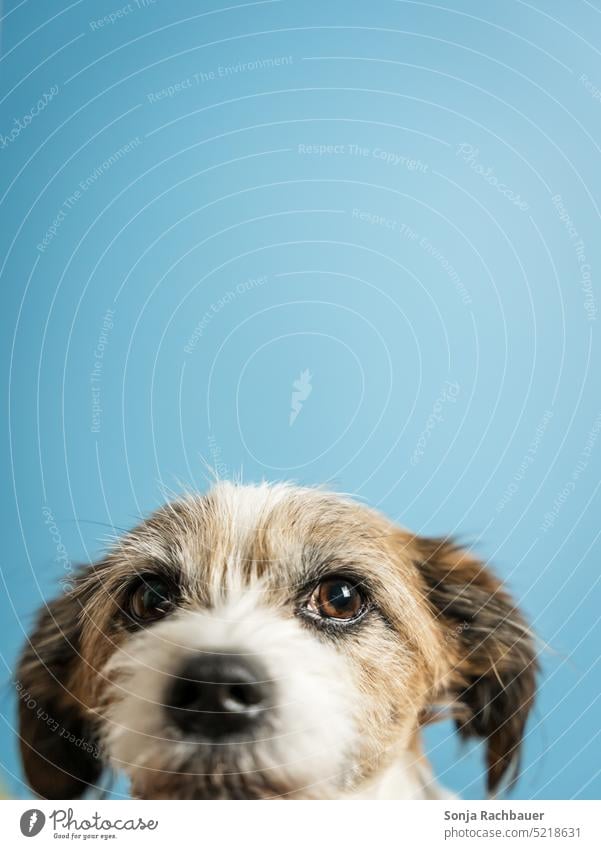 Porträt von einem Terrier Hund. Blauer Hintergrund. Haustier Tierporträt niedlich Blick in die Kamera Neugier Tierliebe Tiergesicht beobachten Mischling klein