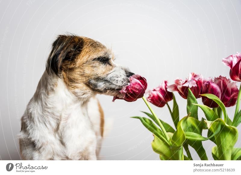 Ein Terrier Hund riecht an einer pinken Tulpe Haustier Tier Tierporträt Tierliebe riechen Frühling Studioaufnahme niedlich Farbfoto Neugier Freude Fröhlichkeit