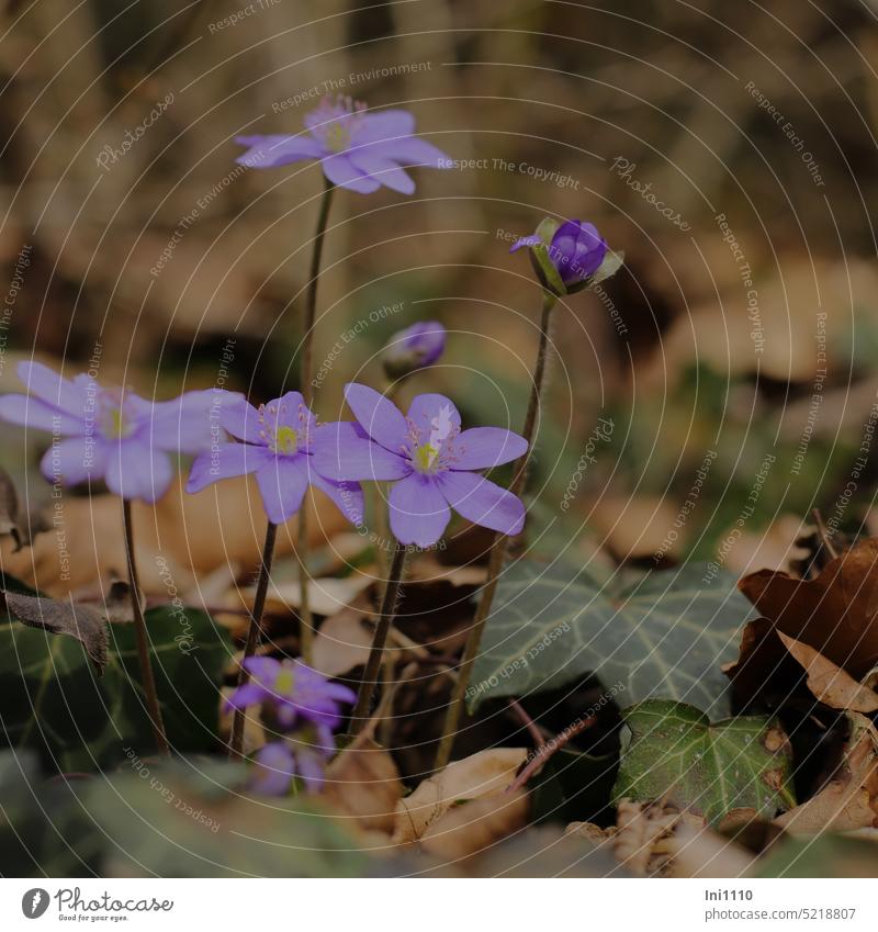 Leberblümchen Kalk-Höhenzug Waldboden dunkel Naturschutz Wildpflanze Blume Anemone hepatica Hahnenfußgewächs geschützt Efeu vertrocknete Blätter