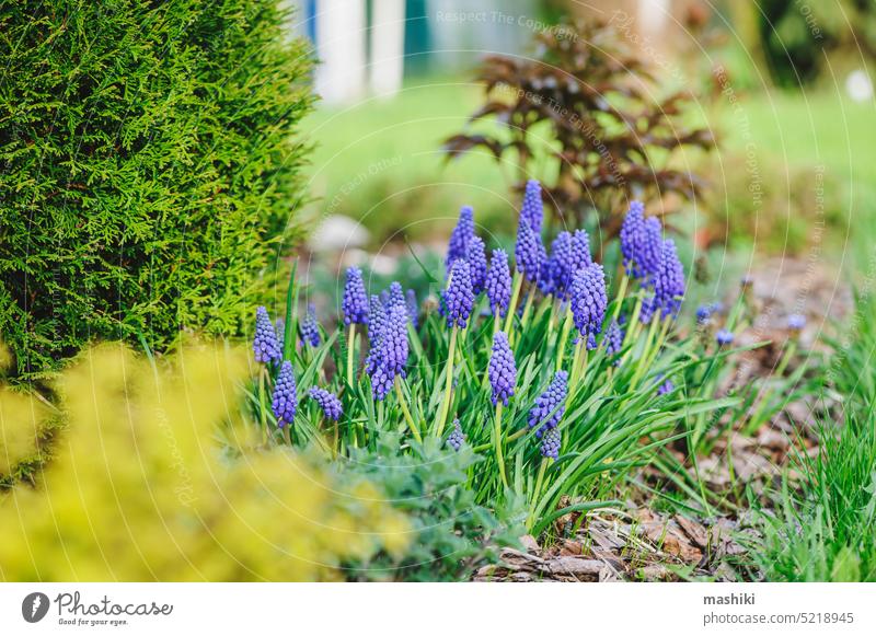 Gartenansicht im Vorfrühling mit einer Gruppe blühender blauer Muscari (Traubenhyazinthen) Blume Natur Pflanze Saison Frühling März April Mai Hobby Ansicht