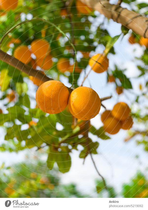 Saftige Orangen am Baum in Marokko Lebensmittel Früchte orangefarbene Früchte im Freien saftig frisch Ernte erhängen Blätter Nahaufnahme Laubwerk Schonung