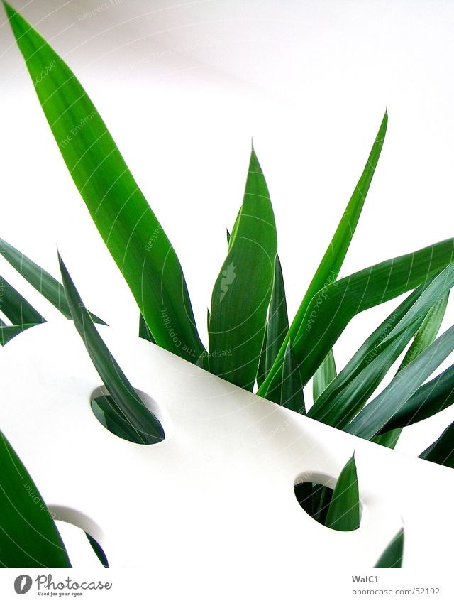 Eingelocht 01 Sessel weiß Loch Pflanze Blatt Palme grün Faser Mauer Wand Stuhllehne Decke Spitze