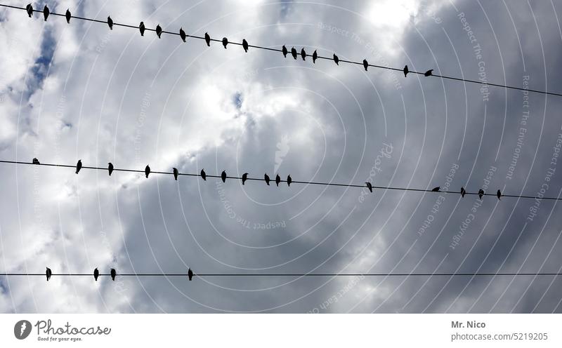 Sitzordnung Vögel Stromleitung Drähte Vogelschwarm Wildtier natürlich minimalistisch Tiergruppe wolkig Himmel Pause machen sitzen Leitung Reihe aufgereiht