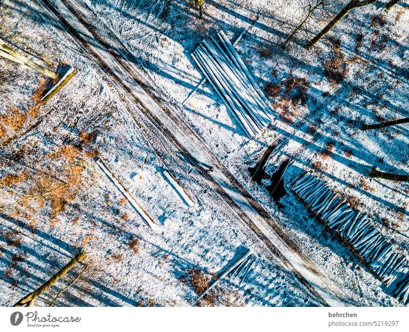 schattenspiel Baumstamm baumstämme Schatten Vogelperspektive von oben Drohne Sonnenlicht Äste und Zweige Farbfoto verträumt Winterspaziergang Schneelandschaft