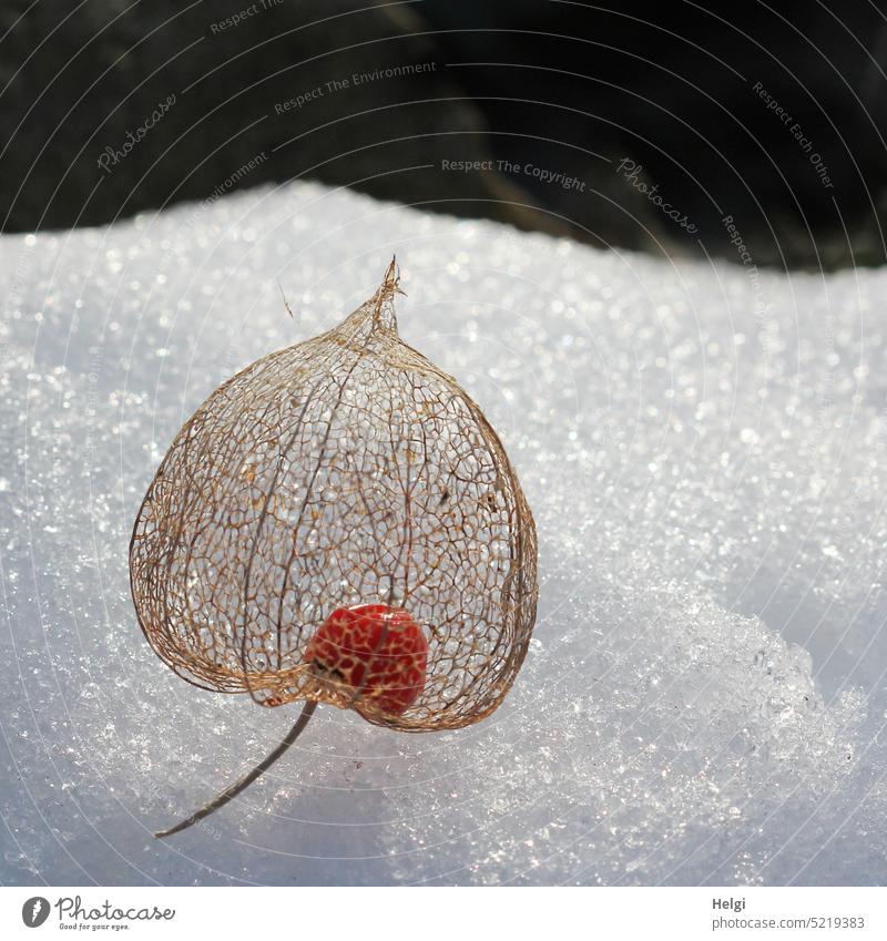 skelettartige Hülle mit Samen der Lampionblume (Psysalis alkekengi) auf Schnee Frucht durchsichtig filigran Blasenkirsche Physalis alkekengi Zierpflanze Winter