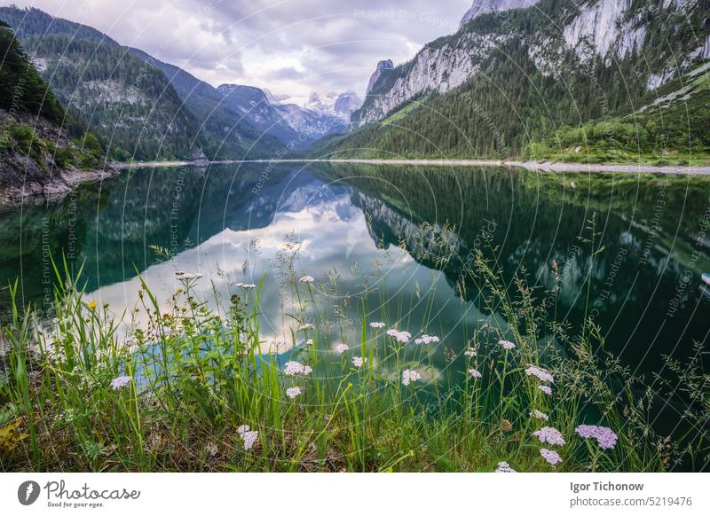 Schöner Gosausee und Dachsteingipfel, Österreich See Berge Natur Landschaft reisen Alpen Wasser Ansicht Tourismus Reflexion & Spiegelung im Freien Blume Sommer