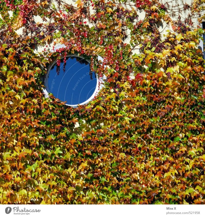 Loch oben links Wohnung Herbst Pflanze Sträucher Efeu Mauer Wand Fassade Fenster rund Bullauge Wilder Wein Ranke bewachsen Wachstum Farbfoto mehrfarbig