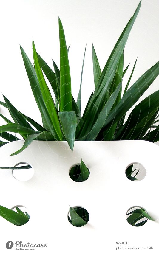Eingelocht 05 Sessel weiß Loch Pflanze Blatt Palme grün Faser Mauer Wand Stuhllehne Decke Spitze