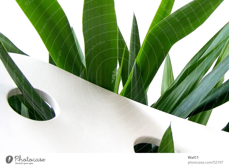 Eingelocht 06 Sessel weiß Loch Pflanze Blatt Palme grün Faser Mauer Wand Stuhllehne Decke Spitze