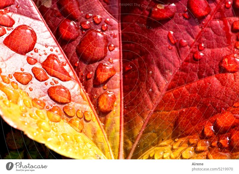 kunterbunt | Herbstbemalung Blatt rot Herbstlaub gold leuchten natürlich sonnig herbstlich gelb orange glänzend Wassertropfen flammend feuerrot glitzern Tau