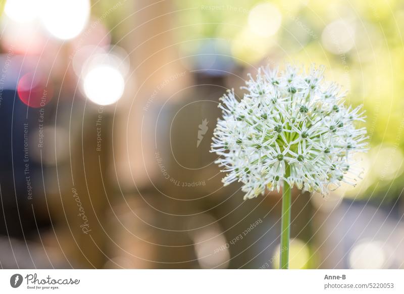 Alliumkugel in weiß in meinem Garten mit wunderschönem Hintergrundbokeh. Sonne Blüte Zwiebelgewächs Kugel Rund Bokeh bunt Gartenidylle Solitärpflanze solitär