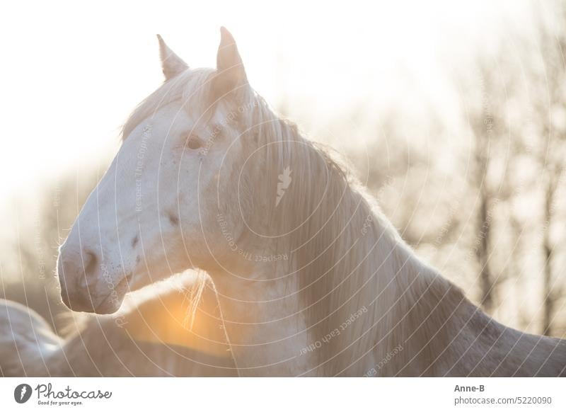 schönes dreckiges ursprünglich weißes Pferd achtsam mit gespitzten Ohren im Abendgegenlicht Knabstrupper weißgeboren glücklich aufpassen Herdenchef Achtsamkeit