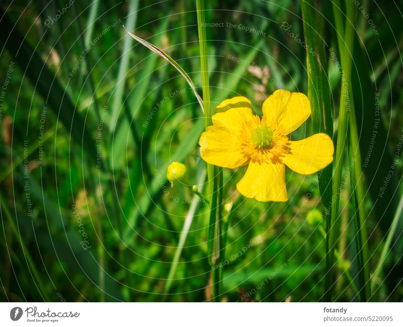 Helianthemum nummularium Natur Pflanze botanisch organisch Botanik gelbes Sonnenröschen Gewächs Blume Blüte blüen Wildblume grün einzeln fünfblättrig natürlich
