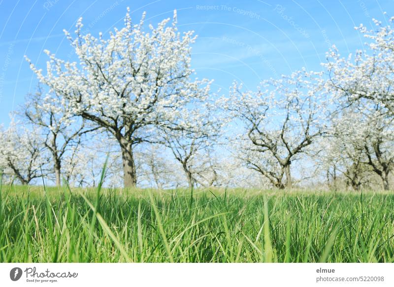 grüne Wiese mit weiß blühenden Kirschbäumen im Hintergrund / Frühling Baumblüte Kirschbaumblüte Grashalme Ostern Natur Obstplantage Blog Wachstum Jahreszeiten