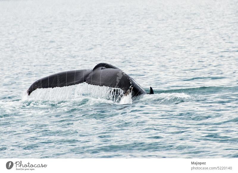 Schwanz eines aus dem Wasser kommenden Buckelwals, Island schwimmen groß Meereslebewesen aquatisch springen Leben Flosse zuschauend wild blau marin Tierwelt