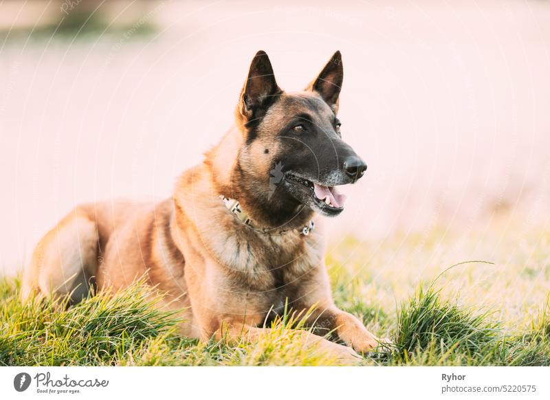 Malinois Hund im Freien im Gras. Belgische Schäferhunde sind aktiv, intelligent, freundlich, beschützend, wachsam und fleißig. Schäferhund, Belgien, Chien De Berger Belge Hund
