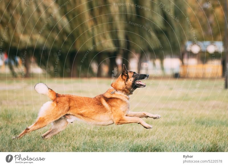 Malinois Hund Spielen Springen Laufen Draußen Im Park. Belgische Schäferhunde sind aktiv, intelligent, freundlich, beschützend, wachsam und fleißig. Belgien, Chien De Berger Belge Hund