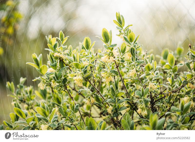 Junge Frühling grünes Blatt Blätter und unblown Knospen von Geißblatt, Lonicera Growing In Gemüsegarten caprifoliaceae Caprifolium-Mühle Ackerbau