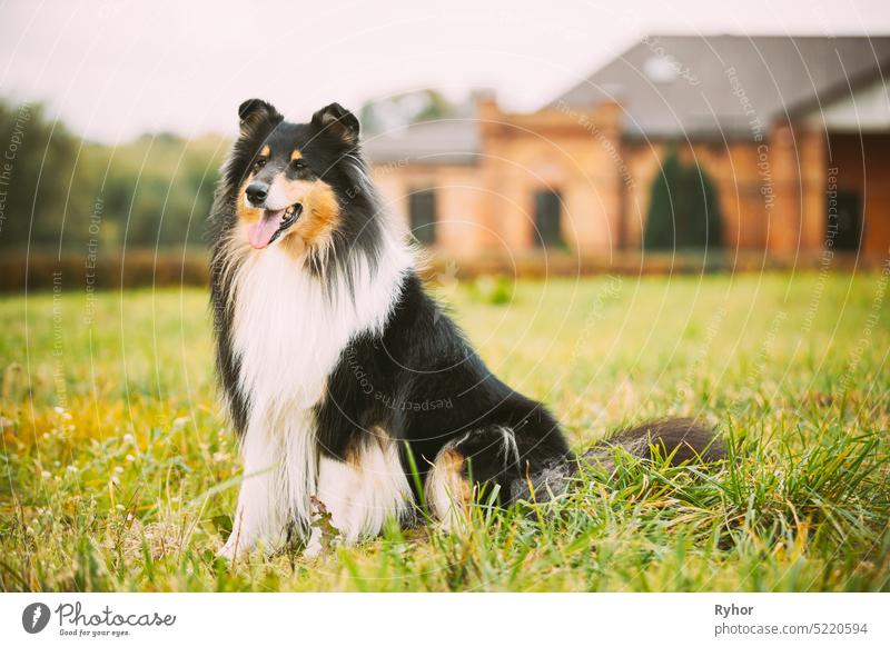 Tricolor Rough Collie, Lustiger Schottischer Collie, Langhaariger Collie, Englischer Collie, Lassie Hund posiert im Freien in der Nähe des alten Hauses colley