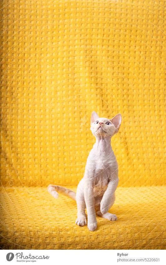 Weißes Devon Rex Kätzchen Kitty. Kurzhaarige blauäugige Katze englischer Rasse auf gelbkariertem Hintergrund. Kurzhaarige Hauskatze schaut auf jung Katzenbaby