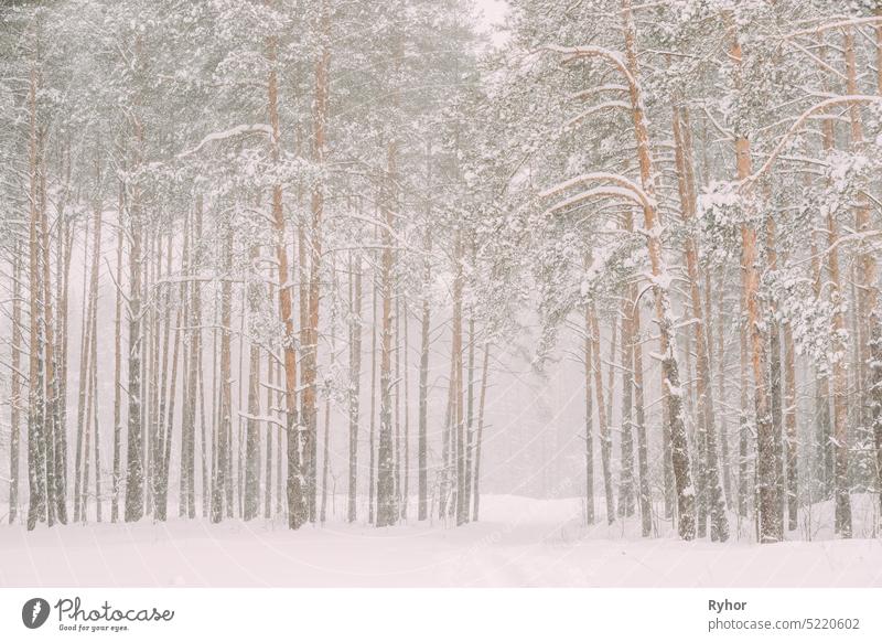 Snowy White Forest In Winter Frosty Day. Snowing In Winter Frost Wälder. Verschneites Wetter. Winter verschneiten Nadelwald. Schneesturm in windigen Tag weiß