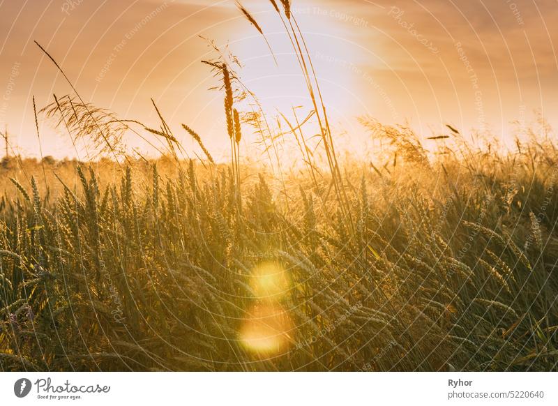 Close Up Ripe Wheat Ear In Sunset Sunrise Lights. Landschaft Ländliches Feld mit Weizen im Sommer Abend. Schönheit in landwirtschaftlichen Feld Ackerbau