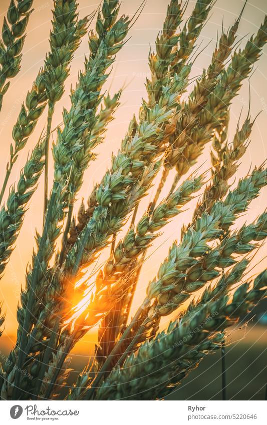 Sommersonne scheint durch reife Weizenähren auf einem landwirtschaftlichen Feld Ackerbau schön Müsli Kamille schließen Landschaft Ernte kultivieren
