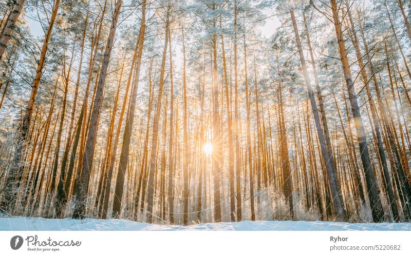 Schöner Sonnenuntergang Sonnenaufgang Sonnenschein im sonnigen Winter verschneiten Nadelwald natürlich Schnee Sonnenlicht Russland kalt Kiefer orange hell