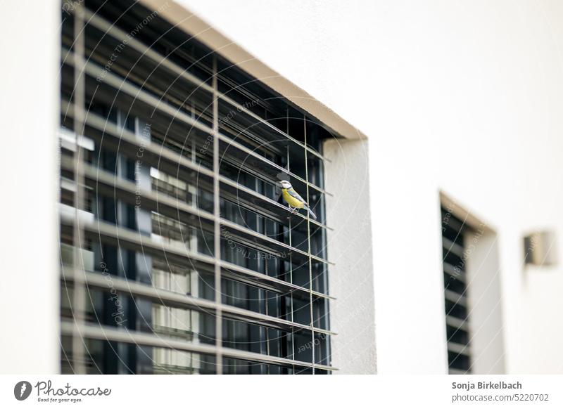 Kleiner Spanner am Fenster - Blaumeise zu Besuch Meise Neubau Büro Geböude Haus Singvogel Frühling Vogel Außenaufnahme Raffstore hineinschauen klein Tier