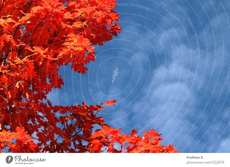 Pflanze | Oranje Natur Himmel Wolken Herbst Schönes Wetter Baum Ahorn natürlich blau orange Indian Summer knallig Farbfoto Außenaufnahme Menschenleer
