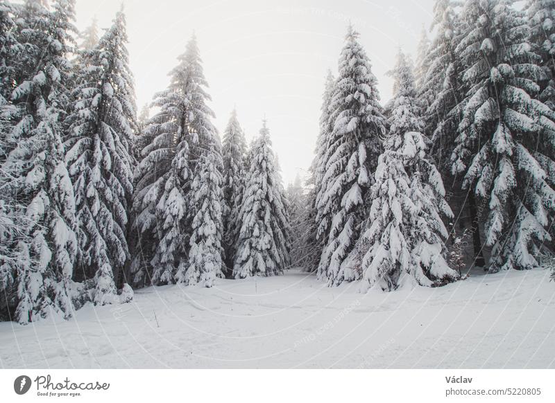Ein Fußweg in einem verschneiten Wald während der Wintermonate verschwindet langsam im undurchsichtigen, dichten Nebel und schafft eine harmonische, magische Atmosphäre. Beskiden, Tschechische Republik