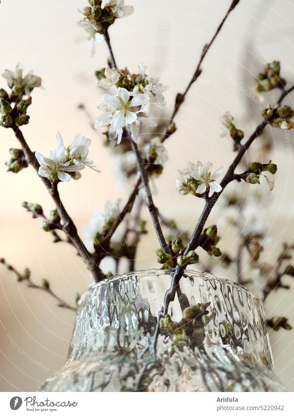 Kirschzweige in der Vase No. 2 Kirschblüte Frühling Blüte Zweige und Äste Zimmer Glas Dekoration Hanami Japan Kontrast Knospe Knospen Ostern hell weiß