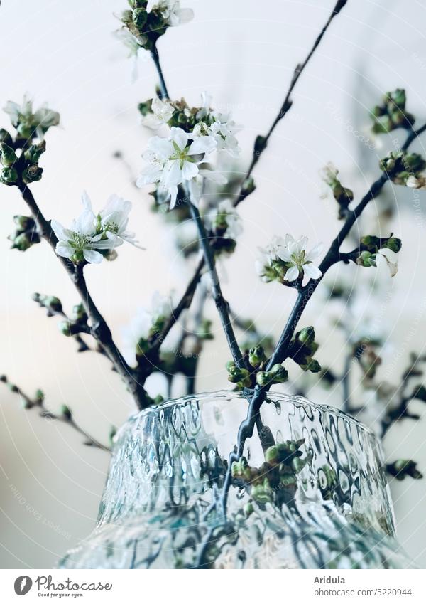 Kirschzweige in der Vase No. 1 Kirschblüte Frühling Blüte Zweige und Äste Zimmer Glas Dekoration Hanami Japan Kontrast Knospe Knospen Ostern hell weiß