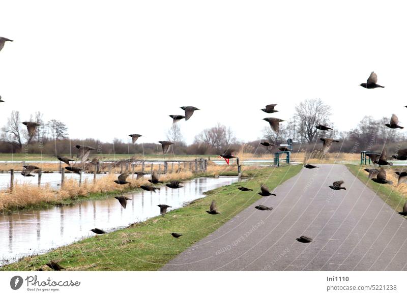 Stare im Tiefflug über eine Straße Tiere Vögel Wildvögel Gruppe rasant fliegen niedrig Asphaltstraße Wassergraben Uferstreifen überschwemmte Wiesen Feuchtwiesen