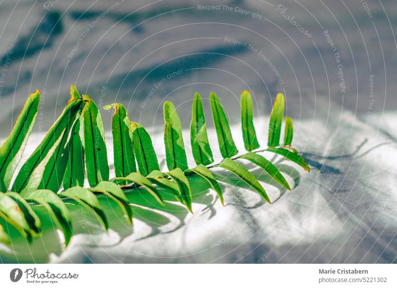 Ein grünes Farnblatt auf einem weißen, zerknitterten Tuch, das das Konzept von Wellness darstellt Wurmfarn Blatt tropisch Heilung Leben Einfachheit Pflanze
