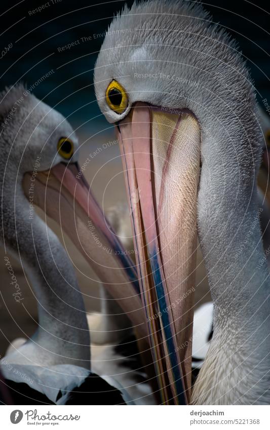 Zwei Pelikane unterhalten sich Auge im Auge. Das ist Liebe. Ganz toll das wir in Photocase bestätigt worden sind. Natur Menschenleer Außenaufnahme Farbfoto