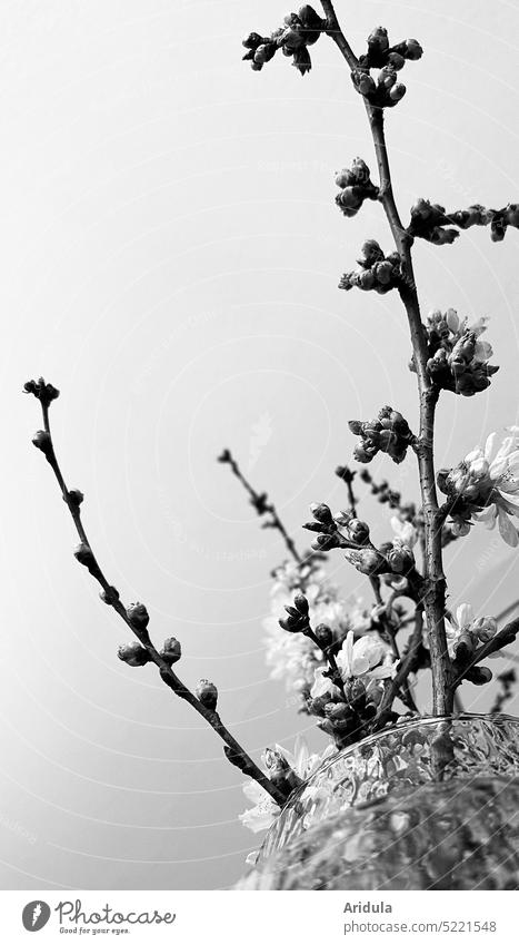 Kirschzweige in der Vase strecken sich zur Decke Kirschblüte Frühling Blüte Zweige und Äste Zimmer Glas Dekoration Hanami Japan Kontrast Knospe Knospen Ostern