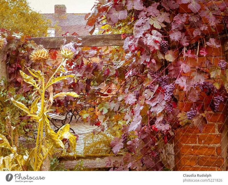 Herbstliche Weintrauben an der Gartenhofmauer an einem Regentag Weinblätter Trauben Farben der Natur kräftige Farben Gartenmauer Innenhof Herbstfarben Saison