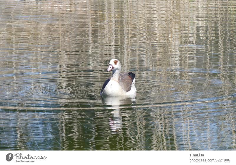 Nilgans auf dem See Gans Tier Wasservogel weiß braun Natur Außenaufnahme Tierporträt Farbfoto natürlich alopochen aegyptiaca