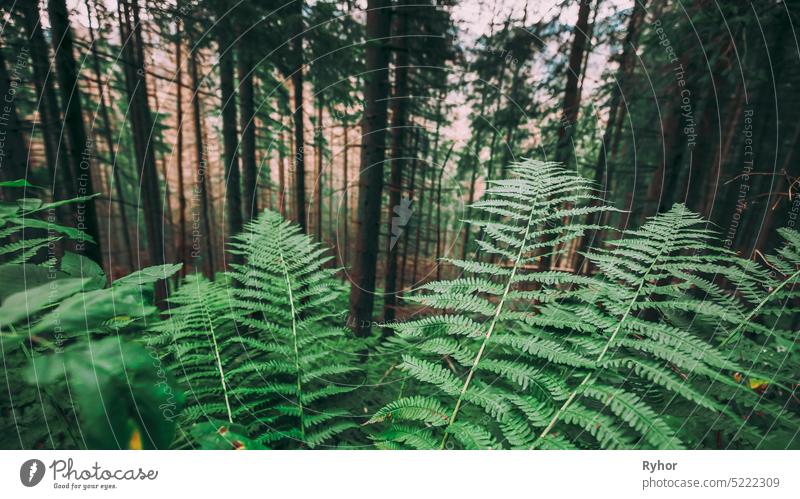 Wilde grüne Farnblätter Pflanzen in Tatra Mountains Wald in Polen schön Europa Wurmfarn Flora Gras Blatt Natur niemand im Freien Park Sommer Gefäßpflanzen