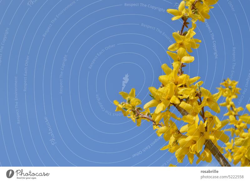 leuchtend gelber Forsythien-Ast vor strahlend blauem wolkenlosem Himmel Forsythienblüte Forsythienstrauch Forsythia Frühling Blüte blühen Blume Strauch Busch